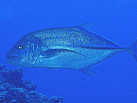 �J�X�~�A�W