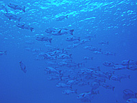 �}�_���^���~�̌Q��