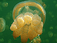 �W�F���[�t�B�b�V��