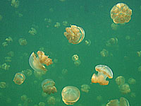 �W�F���[�t�B�b�V��