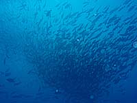 ギンガメの群れ