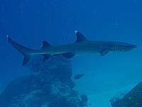 �z���C�g�`�b�v�V���[�N