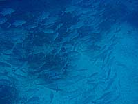 ギンガメの群れ