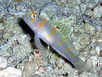 ニチリンダテハゼ