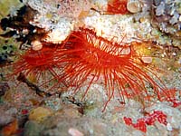 �E�R���n�l�K�C