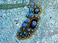 ***イボウミウシ?