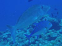 �����t�G�_�C�ƃJ�X�~�A�W�H