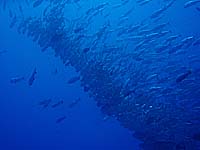 �M���K���̌Q��