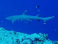 ホワイトチップシャーク