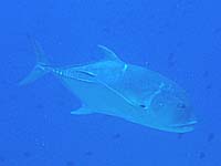 ���E�j���A�W