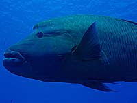 �i�|���I���t�B�b�V��