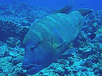 �i�|���I���t�B�b�V��