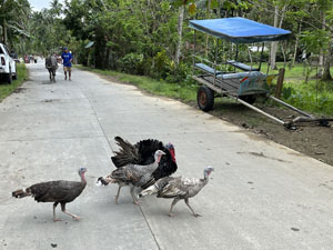水牛ジャングルツアー