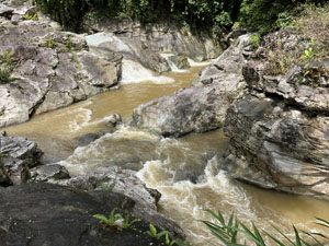 水牛ジャングルツアー