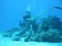 �v���y���ƋT�����