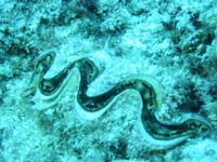 �V���R�K�C