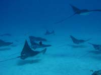 �}�_���g�r�G�C2