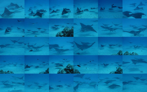 マダラトビエイがいっぱい!