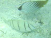 �g�Q�`���E�ƁE�E�E