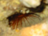 �E�R���n�l�K�C?