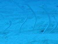 �K�[�f���C�[��