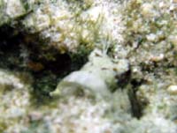 判るかなぁ〜カエルウオ