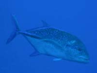 �E�E�E�A�W