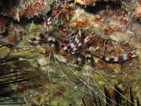 �E�E�E�G�r