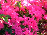 ブーゲンビリア