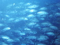 �M���K���A�W�̌Q��