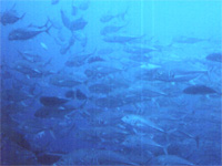 �M���K���A�W�̌Q��