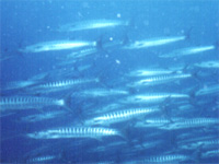 �o���N�[�_�̌Q��