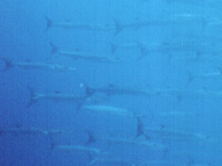 �o���N�[�_�̌Q��