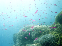 �T���S�Ə����B