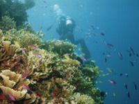 �T���S�Ə����B