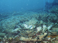 �L���x�c�T���S