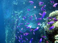 �p�[�v���r���[�e�B�[