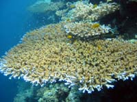 �e�[�u���T���S