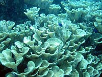 �L���x�c�T���S