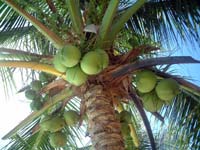 �z�e�����̂₵�̖�