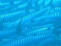 �o���N�[�_