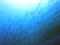 �o���N�[�_