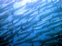 �o���N�[�_