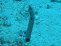 �K�[�f���C�[��