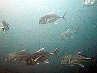 �M���K��