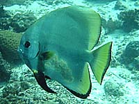 �c�o���E�I