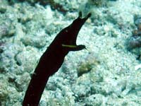 �p�[�v���r���[�e�B�[