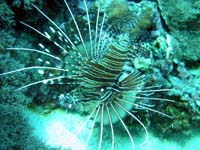 �e�[�u���T���S