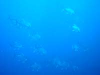 �p�[�v���r���[�e�B�[