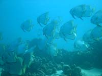 �e�[�u���T���S